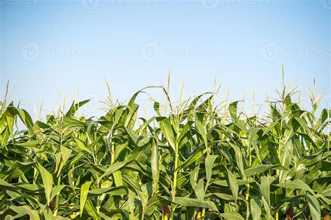 Corn pollen in the cornfield 22978770 Stock Photo at Vecteezy