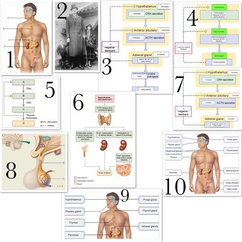 Chapter 16 The Endocrine System Diagram Quizlet