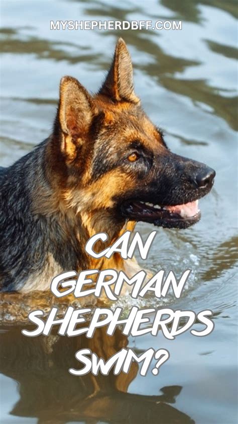 Can German Shepherds Swim Do They Like Water German Shepherd