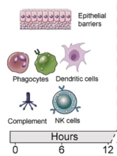 Microbiology Host Defenses Flashcards Quizlet