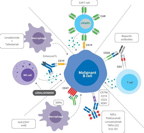 Novel Treatments In B Cell Non Hodgkins Lymphomas The BMJ