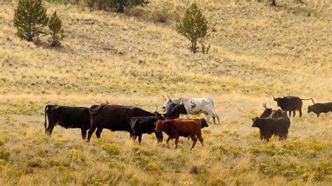 Open Range Cattle Stock Image Image Of America Agriculture 255964223