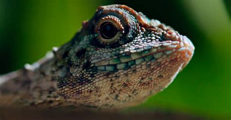 Draco Lizards Are Often Called Flying Dragons. Here’s Why | The ...