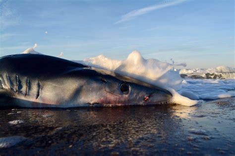 Ostia Squalo Di Due Metri Ritrovato In Spiaggia La Repubblica