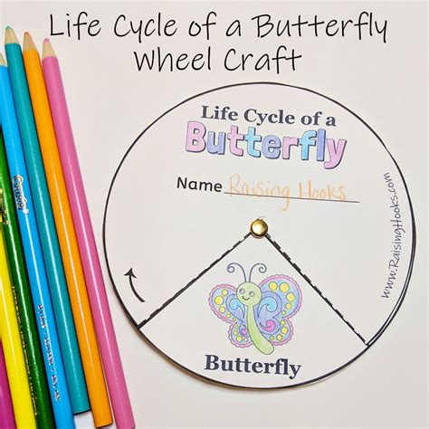 Life Cycle Of A Butterfly Wheel - Raising Hooks