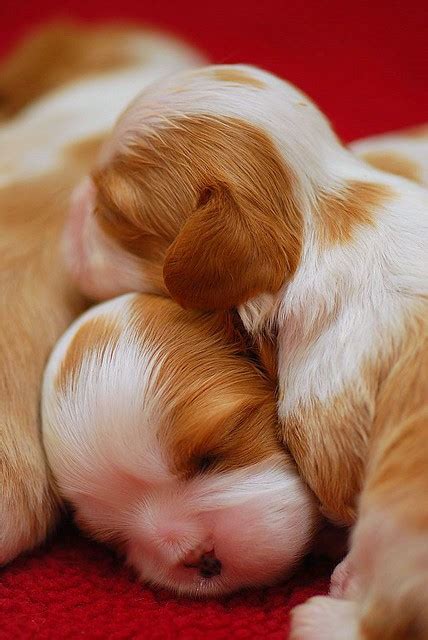 Cavalier Puppies Cuddling Flickr Photo Sharing