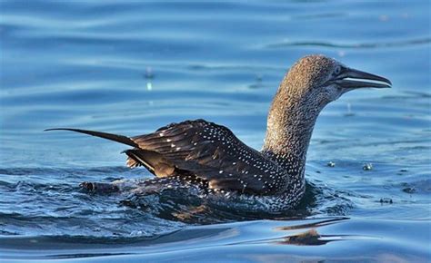 Ganso Patola Juvenil Gannet Juvenile Morus Bassanus Flickr