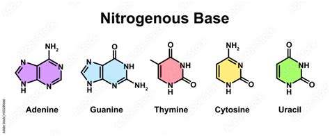 Chemical Illustration of Nitrogenous Base Molecules Types. Vector ...