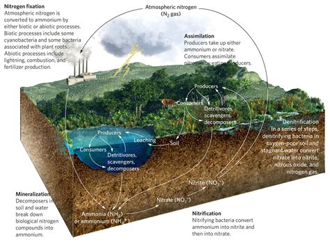 Nutrient Cycle Project