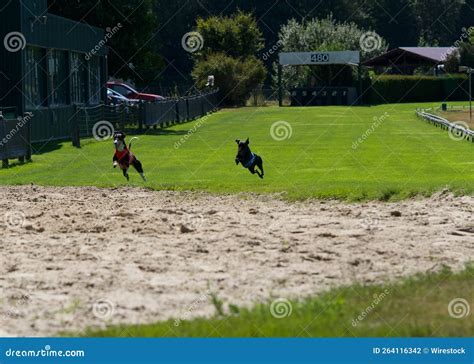 Whippet Dogs Arriving at Full Speed in the Last Straight of Their Race ...