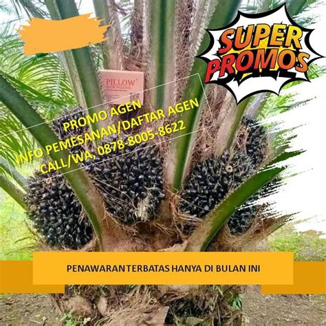 Pupuk Terbaik Untuk Kelapa Sawit ASLI 0878 8005 8622 Gardening On