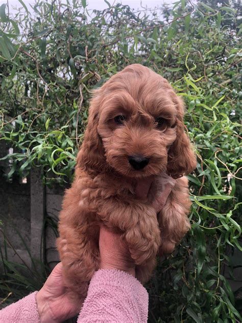 Piesek Cockapoo Gotowy Do Odbioru Mama Cocker Spaniel Tata Pudel Toy