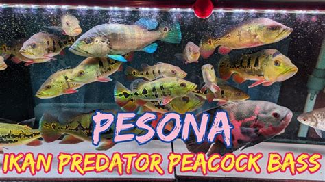 Pesona Ikan Predator Peacock Bass Youtube