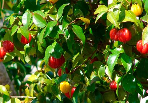 Pitanga Conheça os benefícios da fruta para nossa saúde 5 Receitas