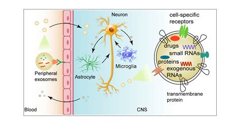 Harnessing Exosomes For The Development Of Brain Drug Delivery Systems