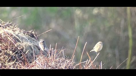 Filmpje Van Een Koppeltje Roodborsttapuit Op Het Beleven Ma 25 03 2024