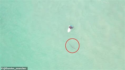 Oblivious Surfer Lives To Tell The Tale After Stepping On A Shark At Bondi Beach Sydney Nsw