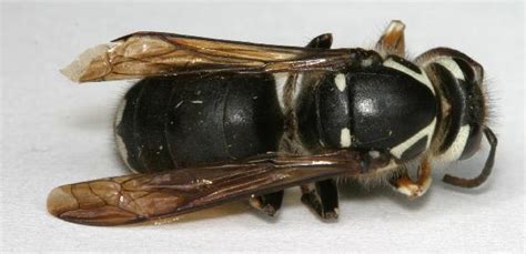 Bald-Faced Hornet Nest | The Backyard Arthropod Project