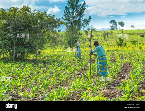 Maize Farming In Malawi