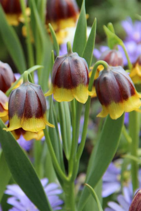 Fritillaria Michailovskyi Michael Camphausen