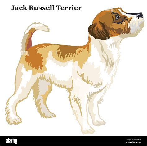 Portrait Of Standing In Profile Jack Russell Terrier Dog Vector