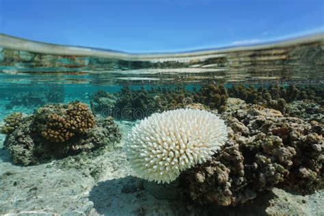 Océano Blanqueado Del EL Nino Pacific Del Coral Del Acropora Imagen de