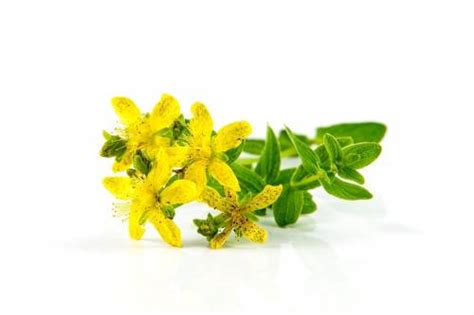 St John's Wort Tea and Pregnancy - Health Advisor