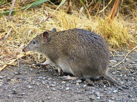 Quendas | Friends of Brixton St Wetlands.org.au