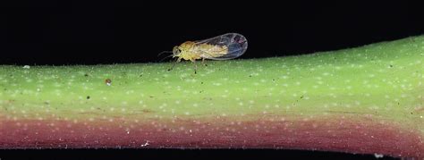 Boxwood Psyllid Control | All About Box Wood & Pear Psyllids