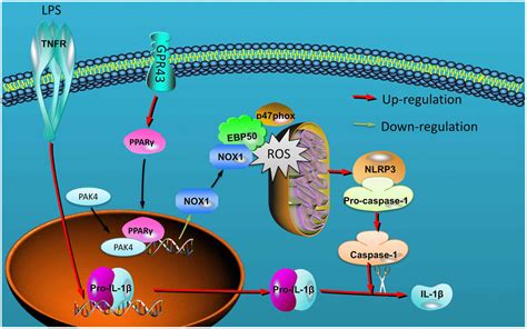 Gpr Regulation Of Mitochondrial Damage To Alleviate Inflammatory