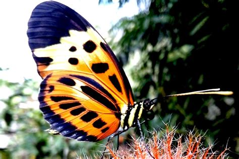 Tour Por El Valle Del Peren Desde Villa Rica Civitatis