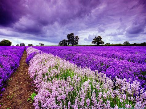 Lavender Fields France Wallpapers Wallpaper Cave