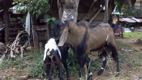 CARA MENGAWINKAN KAMBING ETAWA Kawin Alami Kambing YouTube