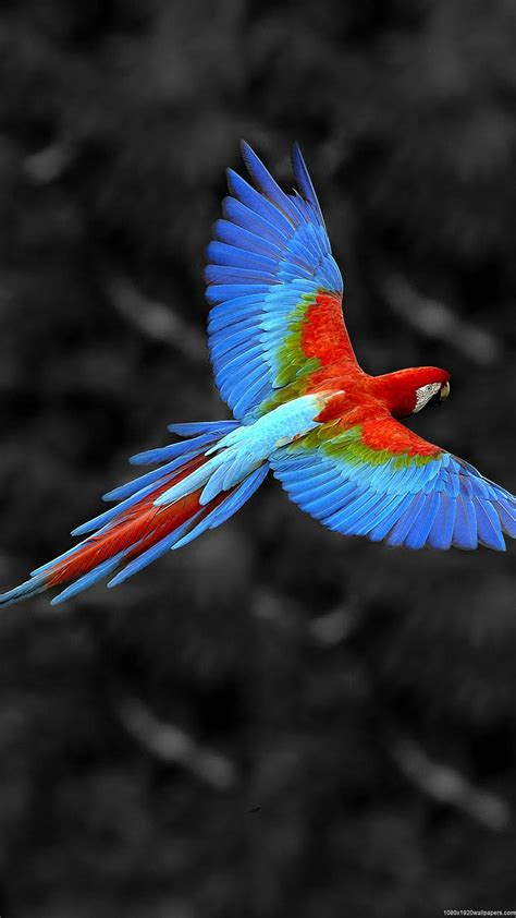 Parrot Bird Birds Blue Colourful Feathers Flying Red Hd Phone