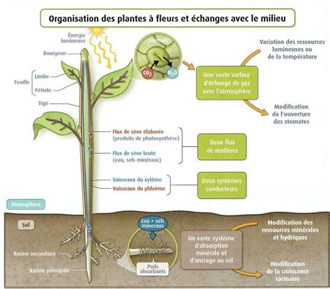 Terminale S Les Plantes Mon Blog Jardinage