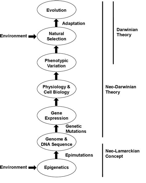 Pdf Environmentally Induced Epigenetic Transgenerational Inheritance