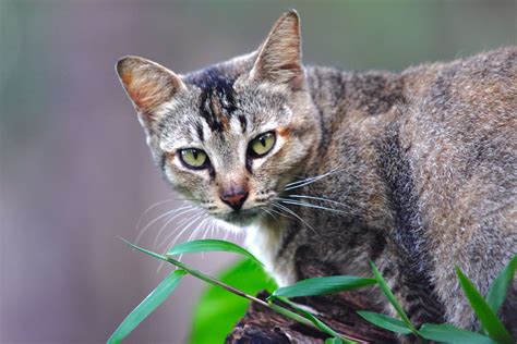 2500x1667 Adorable Animal Cat Close Up Cute Feline Furry Pet