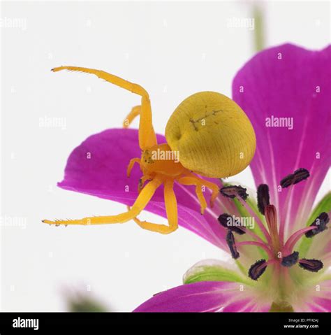 Goldenrod Crab Spider Misumena Vatia On Purple Cranesbill Flower