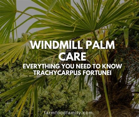 Windmill Palm Tree Care How To Grow Trachycarpus Fortunei