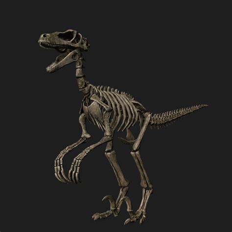 Rigged raptor skeleton 3D - TurboSquid 1562503