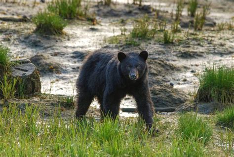 Bear Hunting in North Carolina