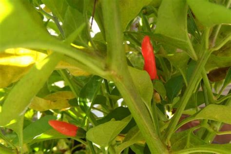 Peri-Peri Hot Pepper Seeds | Super Hot Chiles