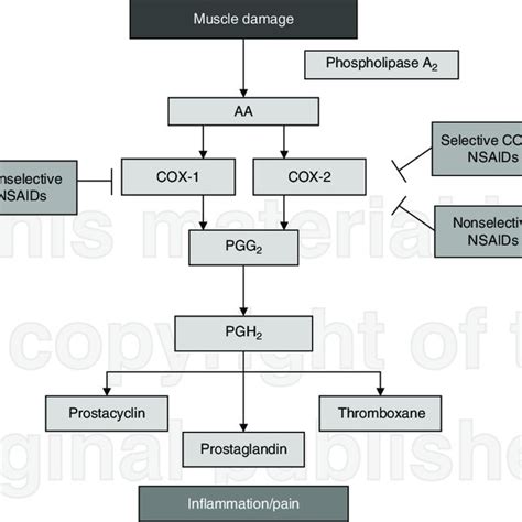 Simplified schematic of the COX inflammatory pathway from... | Download ...