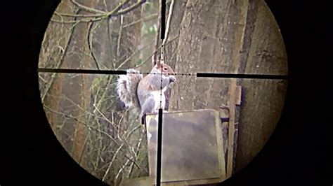 Squirrel Scope Cam Part A Youtube