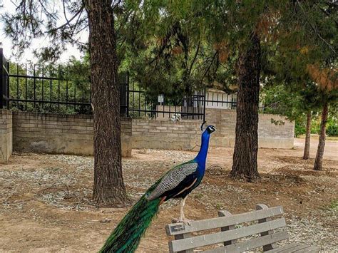 Peacocks hide throughout historic downtown Glendale, Sahuaro Ranch