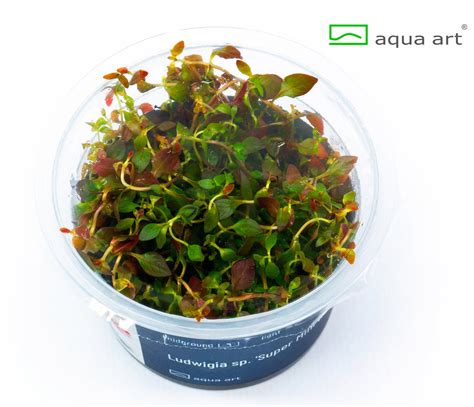 Ludwigia Sp Super Mini Red Invitro Webshop Aquascaping