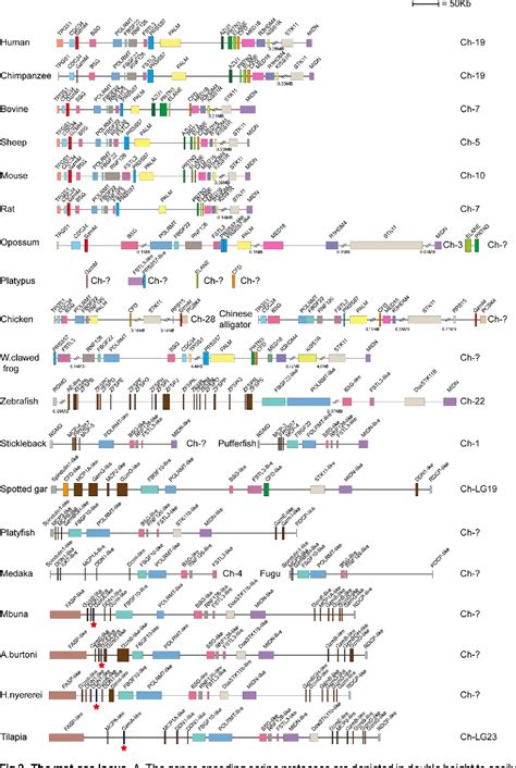 Figure From Granule Associated Serine Proteases Of Hematopoietic