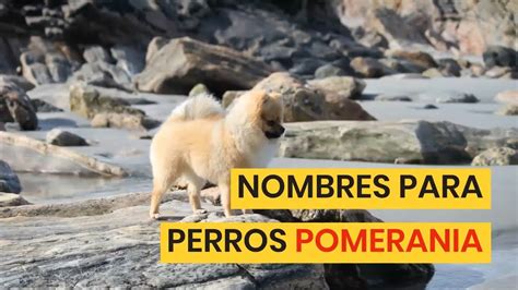 Bonitos Nombres Para Perros Pomerania 💖🎀 ¡cortos Para Hembras Y Machos