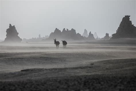 Lonely Donkeys At Lac Abbe Area Dikhil Raphael Nguyen