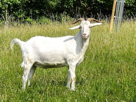 cabra animal natureza foto gratuita  pixabay pixabay